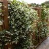 Brighter Blooms Star Jasmine Vine