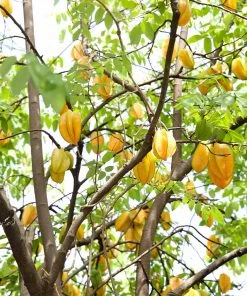 Brighter Blooms Starfruit Tree (Carambola)