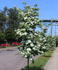 Brighter Blooms Starlight Flowering Dogwood Tree