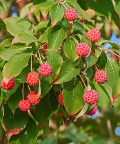 Brighter Blooms Starlight Flowering Dogwood Tree