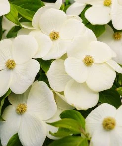 Brighter Blooms Starlight Flowering Dogwood Tree