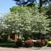 Brighter Blooms Starlight Flowering Dogwood Tree