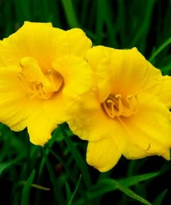 Brighter Blooms Stella D'Oro Daylily