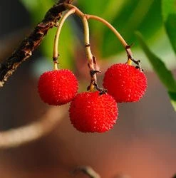 Brighter Blooms Strawberry Tree