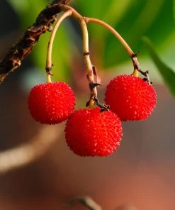 Brighter Blooms Strawberry Tree 5 Brighter Blooms Strawberry Tree