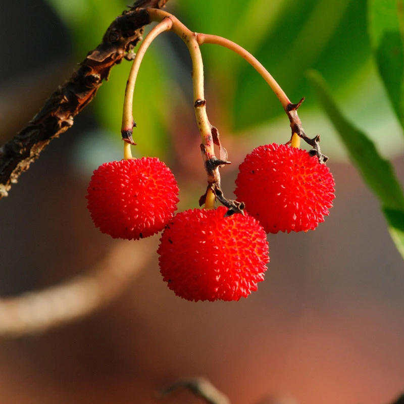 Brighter Blooms Strawberry Tree 3 Brighter Blooms Strawberry Tree