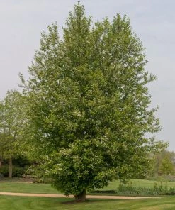 Brighter Blooms Chinese Hackberry Tree