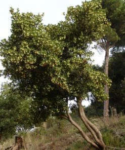 Brighter Blooms Strawberry Tree