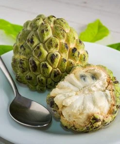 Brighter Blooms Sugar Apple Tree Fruit Trees