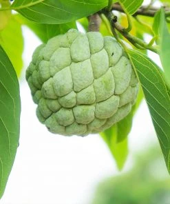 Brighter Blooms Sugar Apple Tree Fruit Trees
