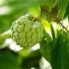Brighter Blooms Sugar Apple Tree Fruit Trees