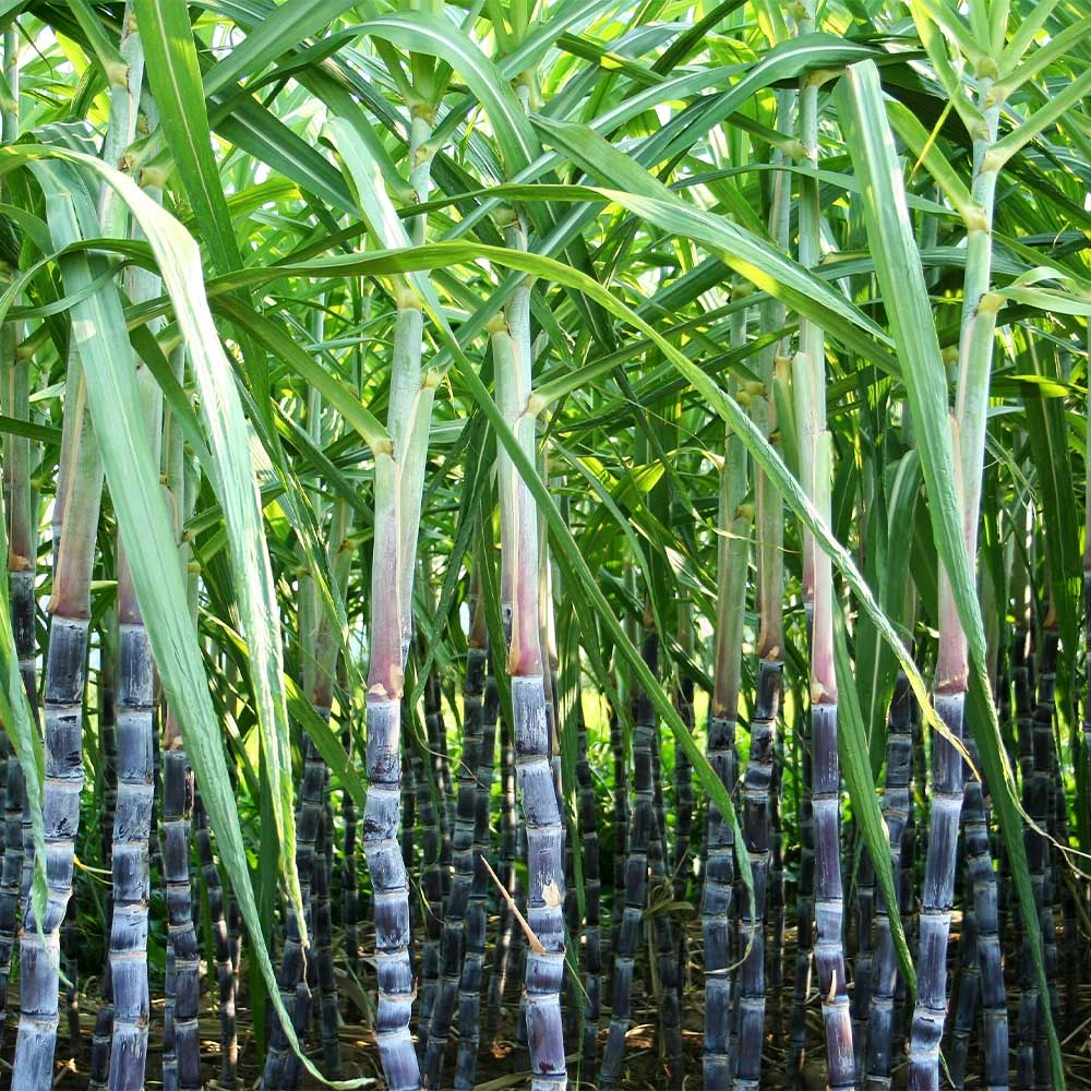 Brighter Blooms Sugar Cane Plant SHOP ALL 4 Brighter Blooms Sugar Cane Plant SHOP ALL