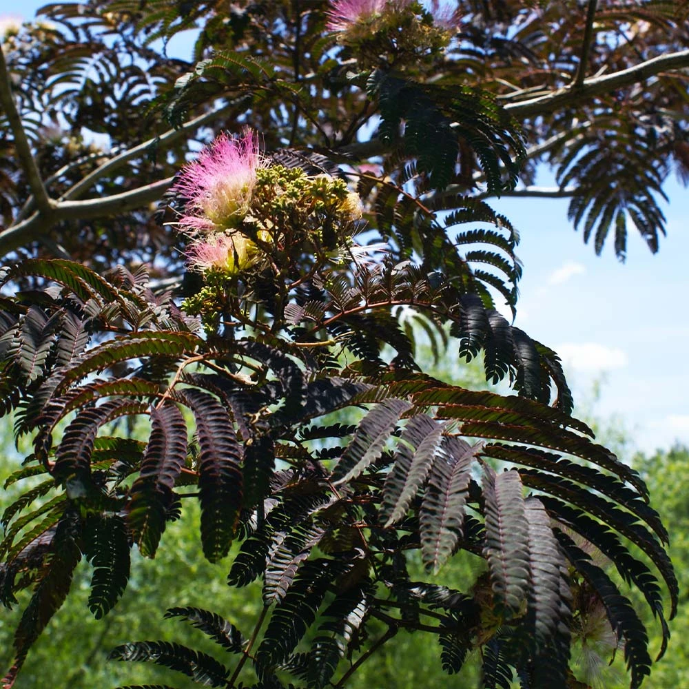 Brighter Blooms Summer Chocolate Mimosa Tree 2 Brighter Blooms Summer Chocolate Mimosa Tree