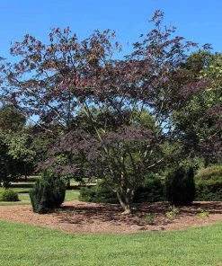 Brighter Blooms Summer Chocolate Mimosa Tree 6 Brighter Blooms Summer Chocolate Mimosa Tree