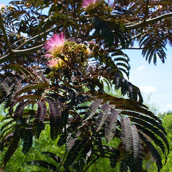 Brighter Blooms Summer Chocolate Mimosa Tree 1 Brighter Blooms Summer Chocolate Mimosa Tree