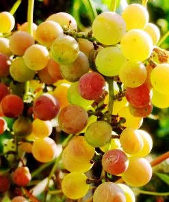Brighter Blooms Summit Grape Vine Fruit Trees