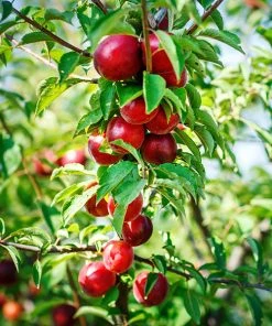 Brighter Blooms Sunglo Nectarine Fruit Trees