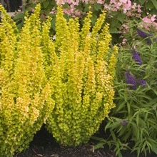 Brighter Blooms Sunjoy Golden Pillar Barberry Shrub Shrubs & Hedges