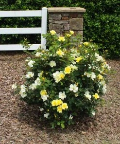 Brighter Blooms Shrubs & Hedges Sunny Knock Out® Rose