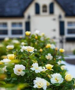 Brighter Blooms Shrubs & Hedges Sunny Knock Out® Rose
