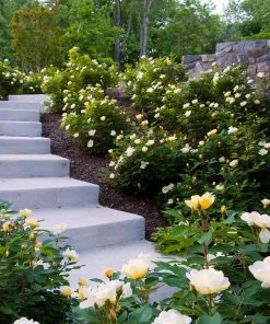 Brighter Blooms Shrubs & Hedges Sunny Knock Out® Rose