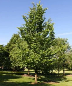 Brighter Blooms Emerald Sunshine® Elm Tree Shade Trees
