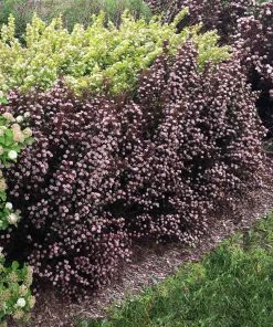 Brighter Blooms Sweet Cherry Tea Ninebark Shrub