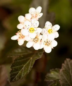 Brighter Blooms Sweet Cherry Tea Ninebark Shrub