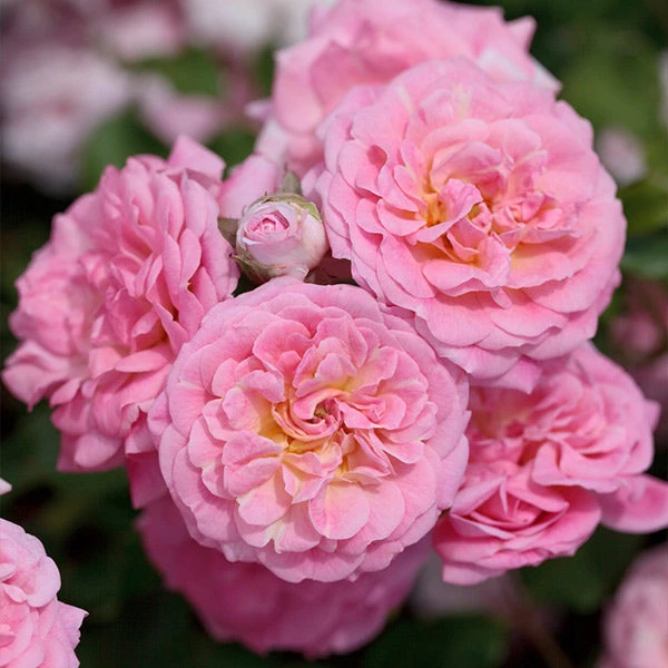 Brighter Blooms Sweet Drift® Rose 1 Brighter Blooms Sweet Drift® Rose