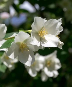 Brighter Blooms Sweet Mock Orange Shrub