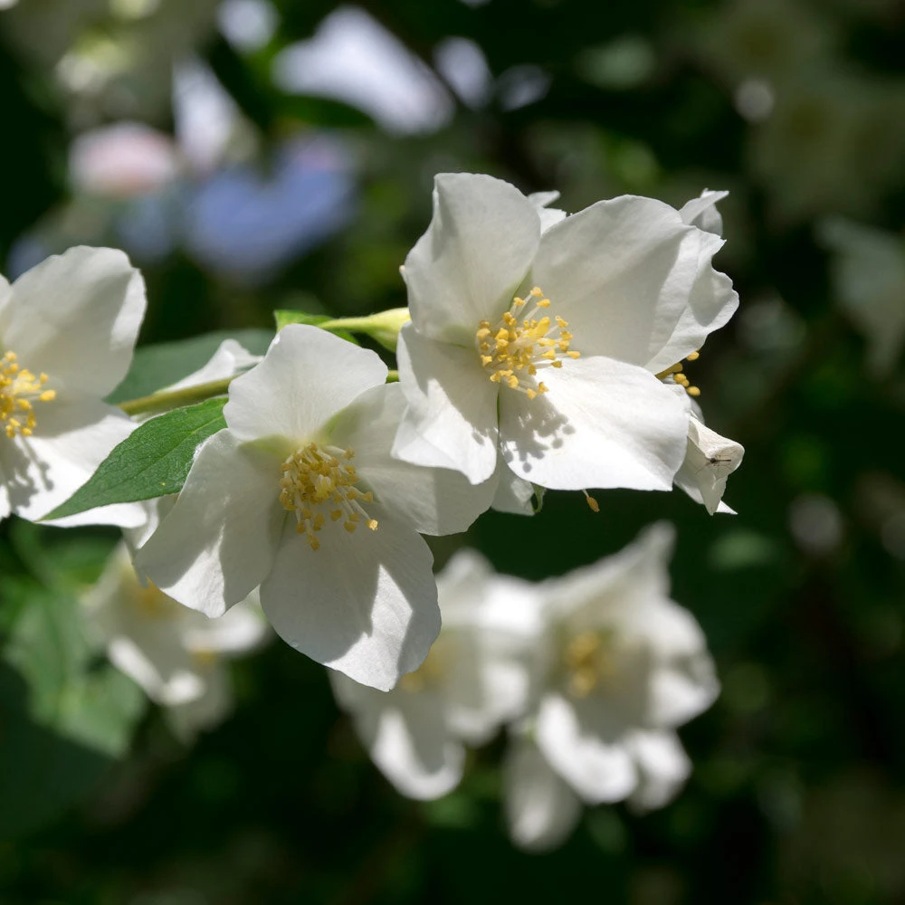 Brighter Blooms Sweet Mock Orange Shrub 2 Brighter Blooms Sweet Mock Orange Shrub