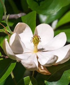 Brighter Blooms Evergreen & Privacy Sweetbay Magnolia Tree