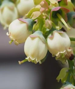 Brighter Blooms Sweetheart Blueberry Bush