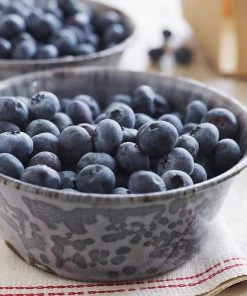 Brighter Blooms Sweetheart Blueberry Bush