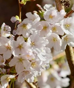 Brighter Blooms Sweetheart Cherry Tree