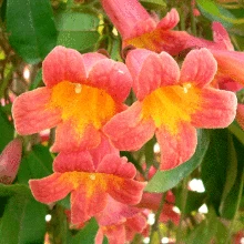 Brighter Blooms SHOP ALL Tangerine Beauty Crossvine