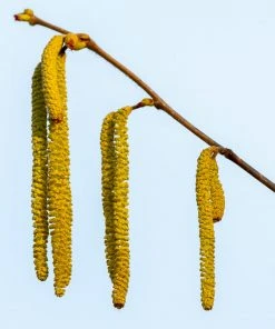 Brighter Blooms Theta Filbert Hazelnut Tree Nut Trees 9 Brighter Blooms Theta Filbert Hazelnut Tree Nut Trees