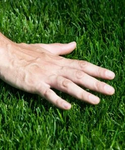 Brighter Blooms TurboTurf™ Tall Fescue Grass Seed