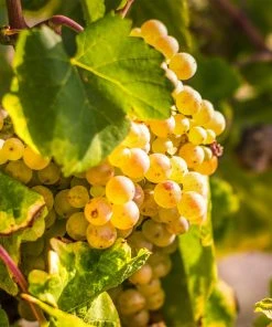 Brighter Blooms Tara Scuppernong Grape Vine