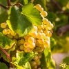 Brighter Blooms Tara Scuppernong Grape Vine
