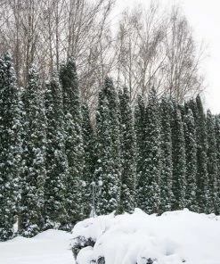 Brighter Blooms Juniper Trees Taylor Juniper Tree
