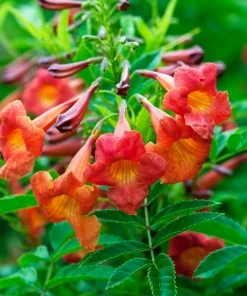 Brighter Blooms Bells Of Fire™ Tecoma 5 Brighter Blooms Bells Of Fire™ Tecoma