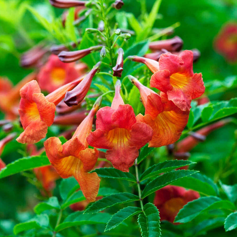 Brighter Blooms Bells Of Fire™ Tecoma 3 Brighter Blooms Bells Of Fire™ Tecoma