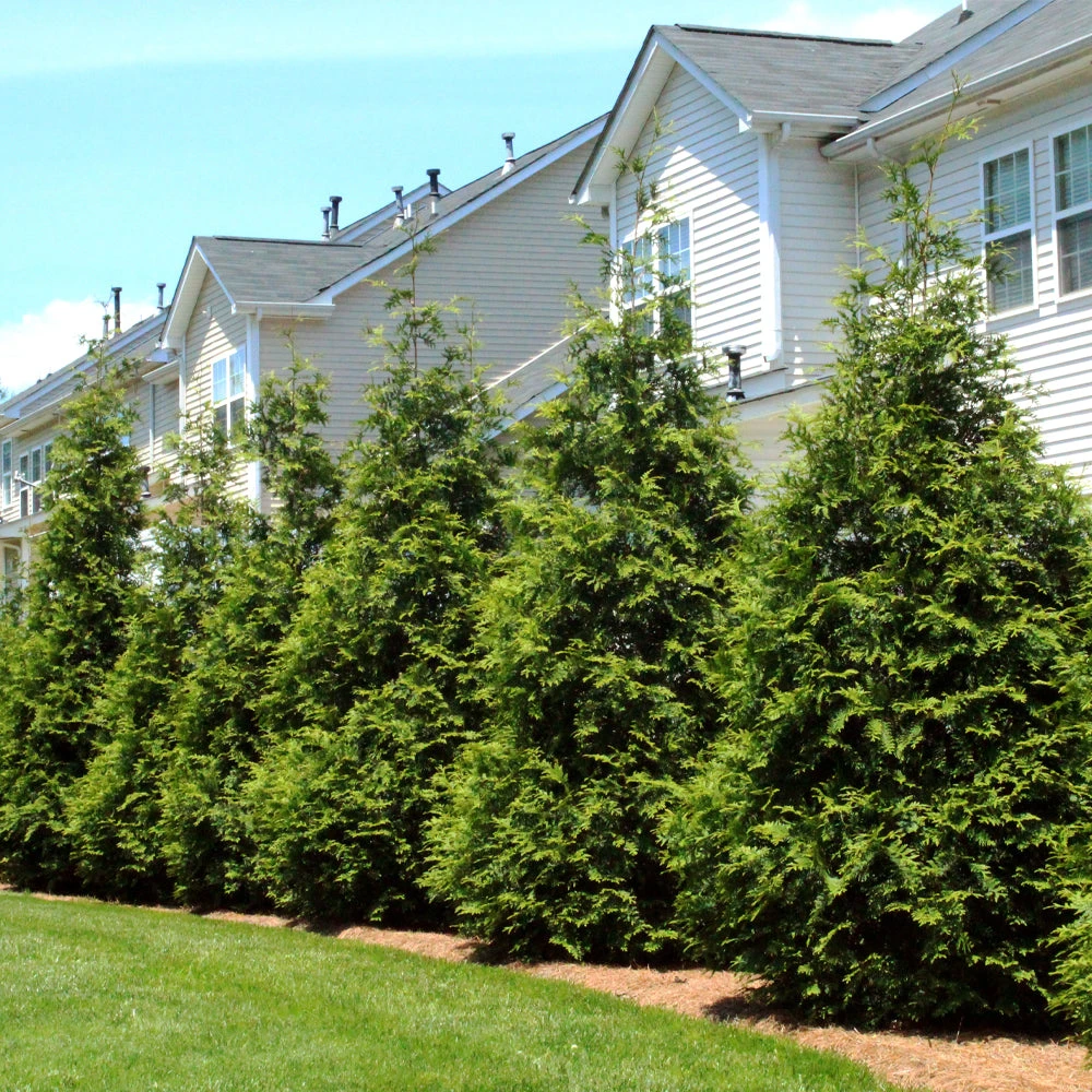 Brighter Blooms Thuja Green Giant Tree Evergreen & Privacy 4 Brighter Blooms Thuja Green Giant Tree Evergreen & Privacy