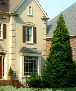 NO WARRANTY Thuja Green Giant Tree 10 NO WARRANTY Thuja Green Giant Tree