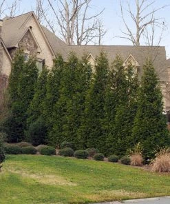 NO WARRANTY Thuja Green Giant Tree 8 NO WARRANTY Thuja Green Giant Tree