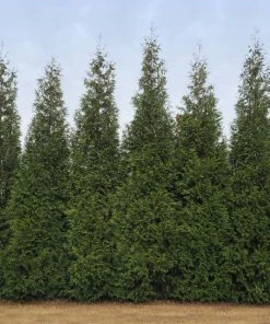 Brighter Blooms Junior Giant Thuja Tree