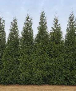 Brighter Blooms Junior Giant Thuja Tree