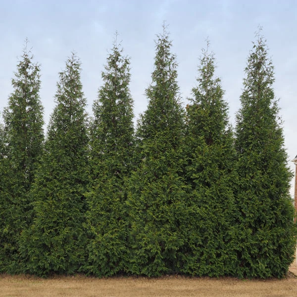Brighter Blooms Junior Giant Thuja Tree 1 Brighter Blooms Junior Giant Thuja Tree