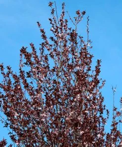Brighter Blooms Thundercloud Plum Tree